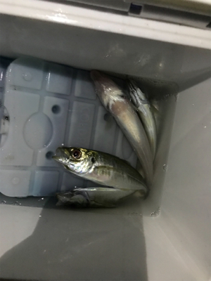 プランクトンパターン難しい…