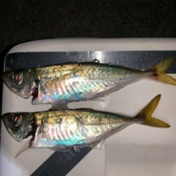 偏食パターン、アジング