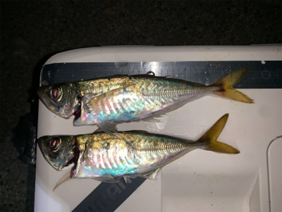 偏食パターン、アジング