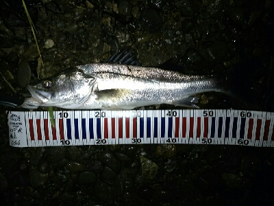 紀ノ川シーバス、チヌ、マゴチ