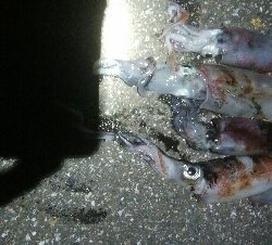 ケンサキイカ4杯！！