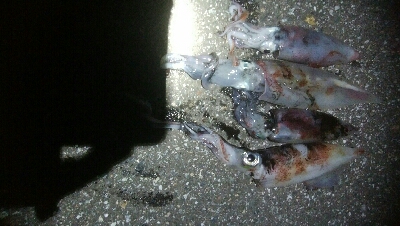 ケンサキイカ4杯！！