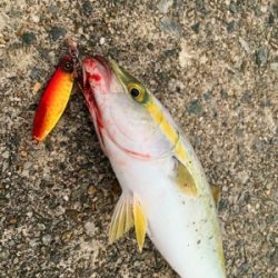 新作ジグで数釣り