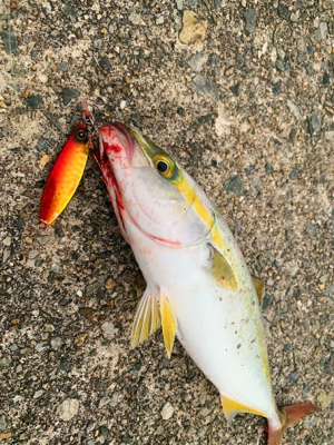 新作ジグで数釣り