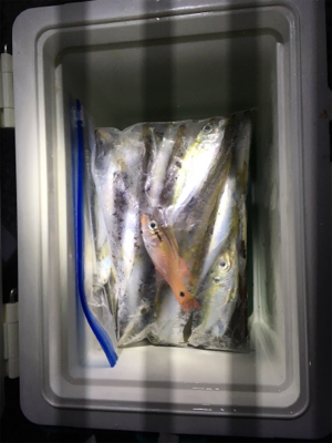 戸津井港サビキ