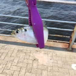 シーサイドコスモで豆アジとサッパ