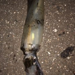 連日のケンサキエギング