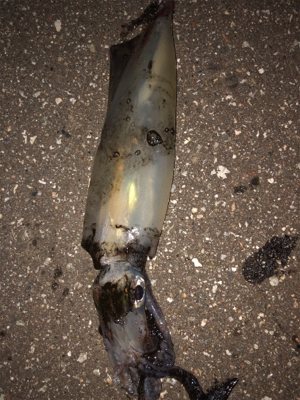 連日のケンサキエギング