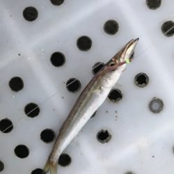 ショゴ狙ってサワラ釣る