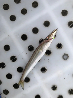 ショゴ狙ってサワラ釣る