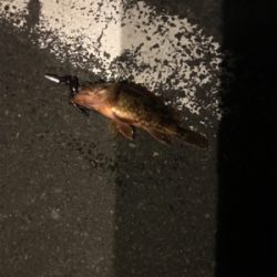 ロックフィッシュー