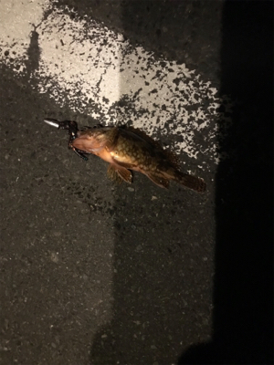 ロックフィッシュー