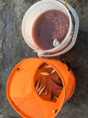 親海公園 豆アジ祭