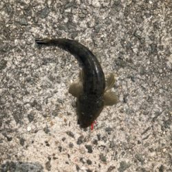 生き餌でなくても…