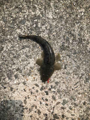 生き餌でなくても…