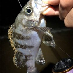 サーフフロートメバリング