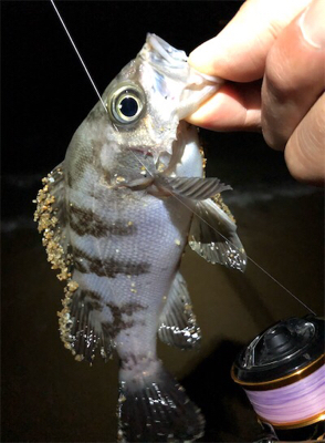 サーフフロートメバリング