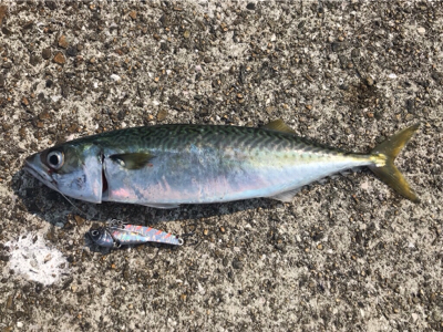 ポーアイ沖堤防