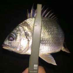 アジは何処へ、キビレばかり。