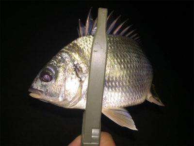 アジは何処へ、キビレばかり。