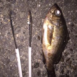 久々のメバ、アジング♪