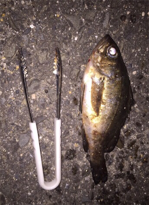 久々のメバ、アジング♪