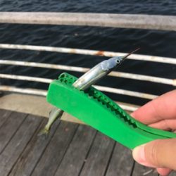 ミニサヨリ&アジげっと