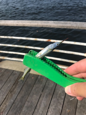 ミニサヨリ&アジげっと