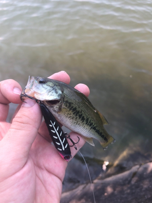 子バスたっぷり