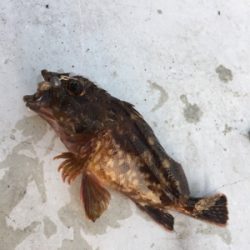 なんとかツバスゲット！