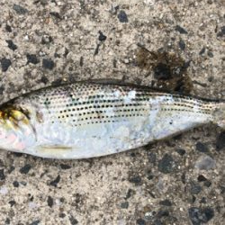 キス釣りたいな