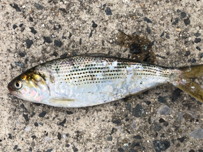 キス釣りたいな