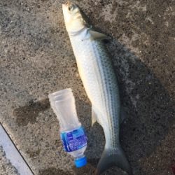 ツバス狙いが、、、