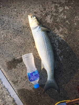 ツバス狙いが、、、