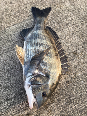 表層から棚を変えながらアタリをさがす