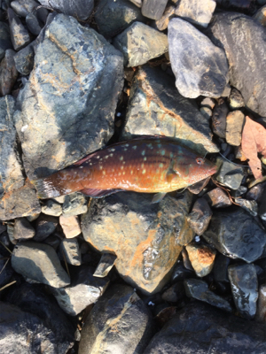 親父たちの釣行 舞鶴編