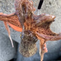 今日早起きオクトパッシング 。