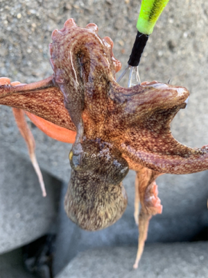 今日早起きオクトパッシング 。