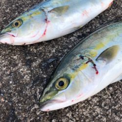 安定のツバス^_^