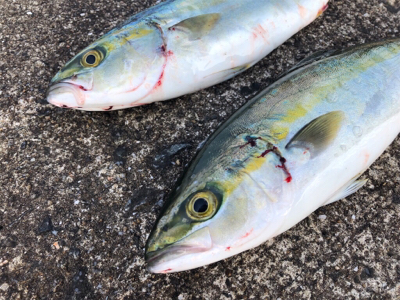 安定のツバス^_^