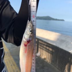 ツバスのはずが・・・