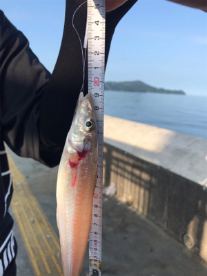 ツバスのはずが・・・