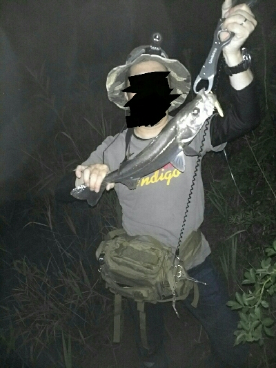 今夜もシーバス