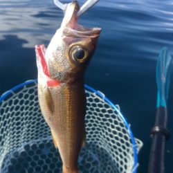 県南でカヤックフィッシング！