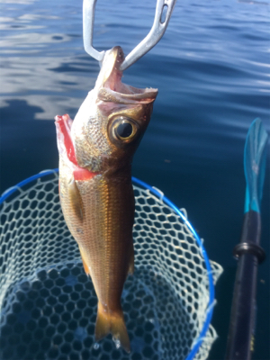 県南でカヤックフィッシング！