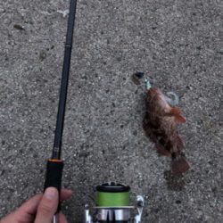 早朝ロックフィッシュゲーム