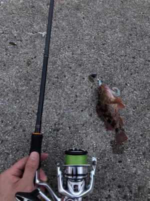 早朝ロックフィッシュゲーム