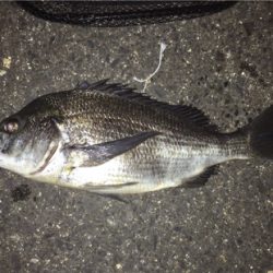 今夜のチヌはでかい！