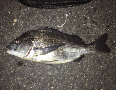 今夜のチヌはでかい！