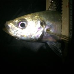 久しぶりフロートゲーム